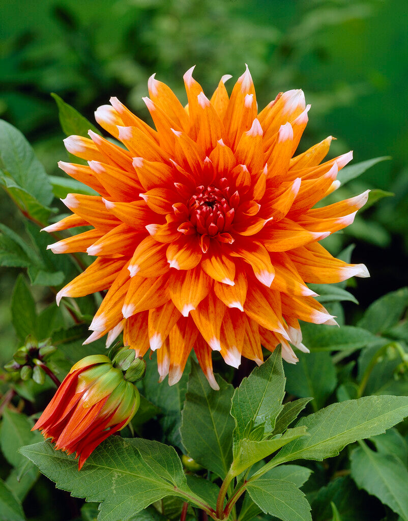 Dahlia Cactus Color Spectacle 1-pakning